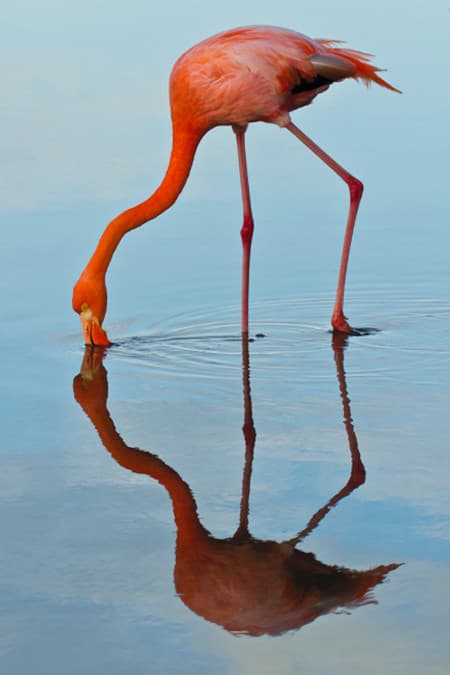 flamingo